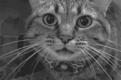 Cat Hissing GIFs - Find & Share on GIPHY