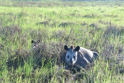 Tapir Conservation - LTCI