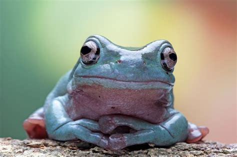 Premium Photo | Dumpy frog on branch, tree frog front view, litoria ...