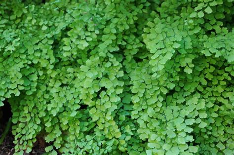 Maidenhair Fern - Garden In Delight