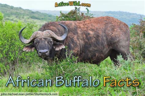 African buffalo Facts, Pictures, Video & In-Depth Information For Kids ...