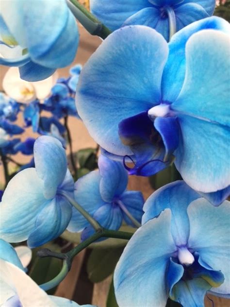 The Beauty Of Blue Orchids.