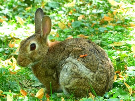 - HASI - Foto & Bild | tiere, wildlife, säugetiere Bilder auf fotocommunity