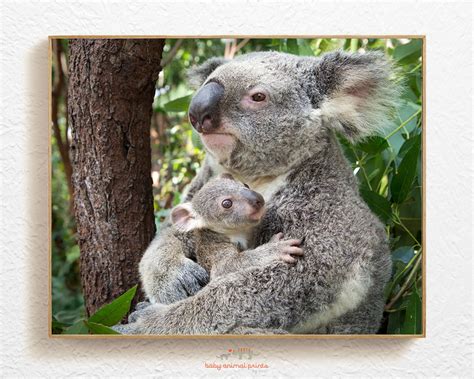 Nursery Animal Art Print Baby Koala Nursery Print Koala | Etsy