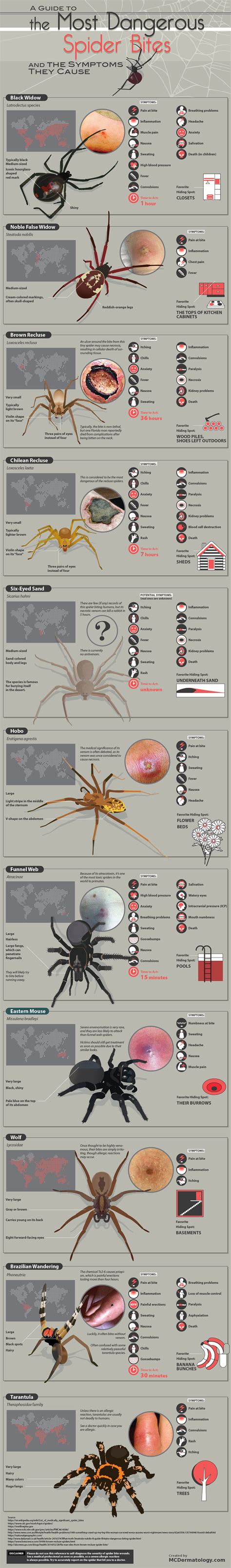 A Guide to the Most Dangerous Spider Bites and the Symptoms They Cause