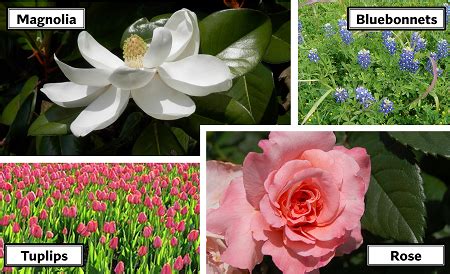 Angiosperms | Definition & Examples - Lesson | Study.com