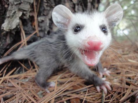 Royalty Free Possum Pictures, Images and Stock Photos - iStock