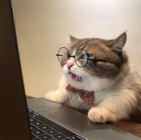 PsBattle: computer cat wjth glasses Cute Cats And Kittens, Cute Little ...