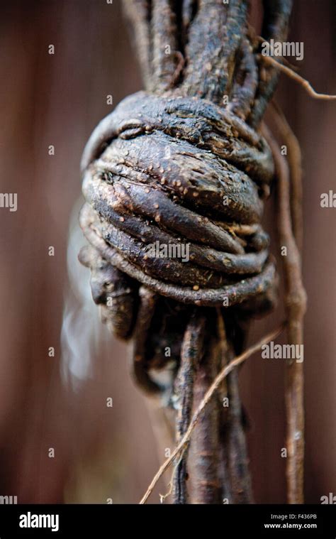 Root knot hi-res stock photography and images - Alamy