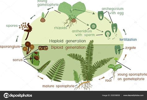 Life Cycle Fern Plant Life Cycle Alternation Diploid Sporophytic ...