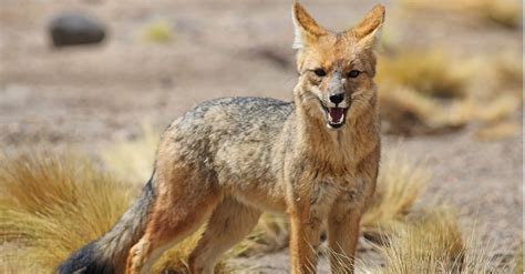 Fox Predators: What Eats Foxes? - A-Z Animals