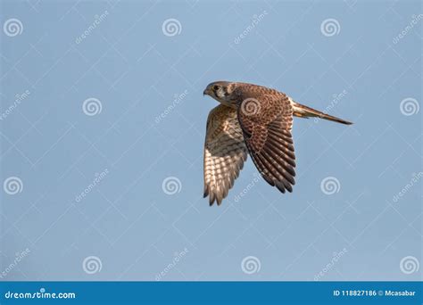 Female American Kestrel in Flight Stock Photo - Image of male, flight ...