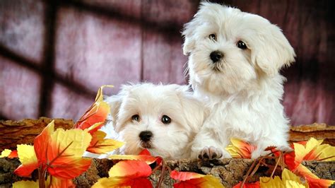 Cute Puppies Wallpapers for Desktop - WallpaperSafari