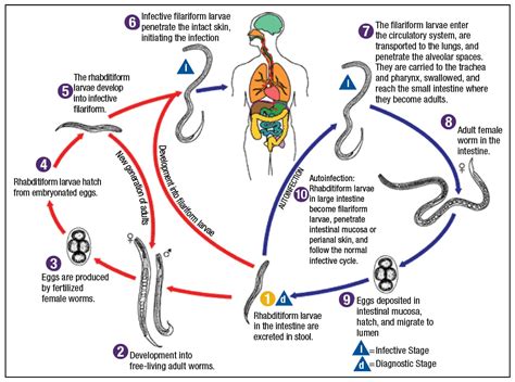 How To Detect Worms In Humans - Phaseisland17