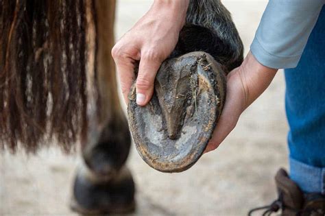 Five things barefoot horse owners are tired of hearing | Horse and Rider