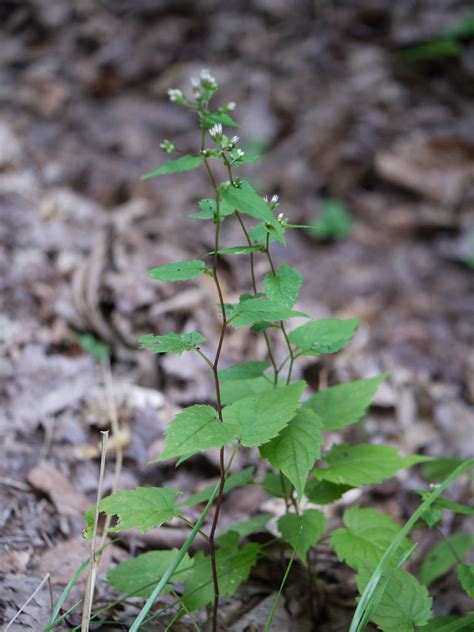 White snakeroot | Identify that Plant