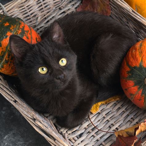 Halloween and International Black Cat Awareness Month