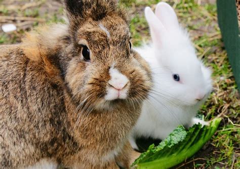 Best Rabbit Treats That Are Heathy and Yummy for Your Bunny | Animallama