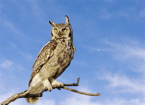 Great Horned Owl - Alabama Cooperative Extension System