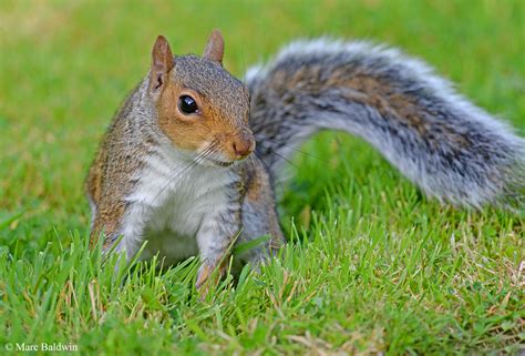 Grey squirrel | Wildlife Online