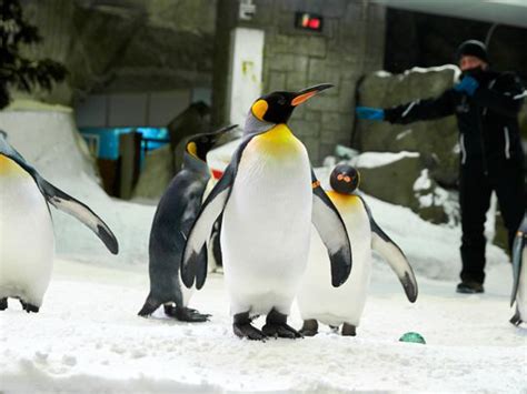 Video: Ski Dubai - Play in the snow and march with penguins in the UAE ...