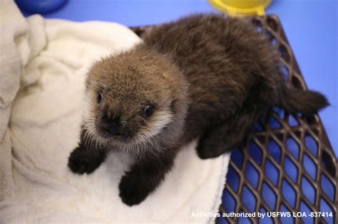 Northern Sea Otter Gets Some Southern Hospitality | Georgia Aquarium