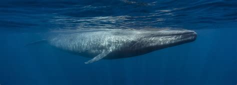 The anatomy of a whale | BBC Earth