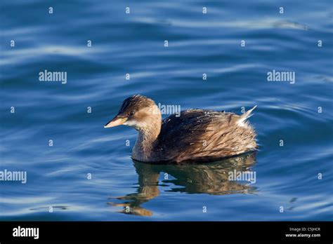 Little Grebe (Tachybaptus ruficollis) in winter plumage swimming in ...