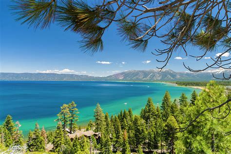 Pine Trees, Lake Tahoe, California, Usa by Stuart Dee