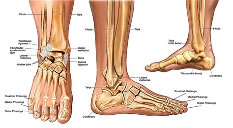 foot bones - Anatomy Info