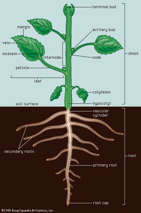 Hypocotyl | plant anatomy | Britannica