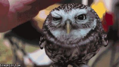 Owl Relaxing GIF by Cheezburger - Find & Share on GIPHY