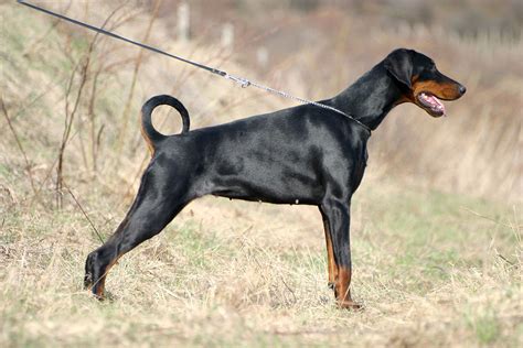 Dobermann - Simple English Wikipedia, the free encyclopedia