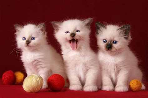 3 Cute Kittens HD desktop wallpaper : Widescreen : High Definition ...