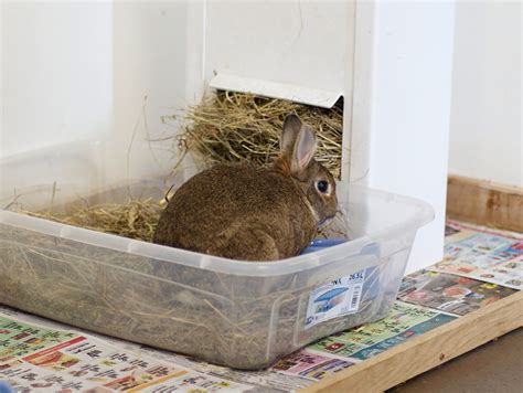 Litter Training Your Pet Rabbit - My House Rabbit