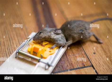 mouse caught in a trap in an apartment July 2006 Stock Photo: 8062853 ...