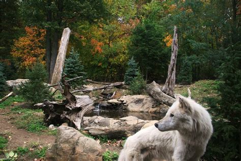 "wolf Habitat @ Turtle Back Zoo"... wallpaper | animals | Wallpaper Better