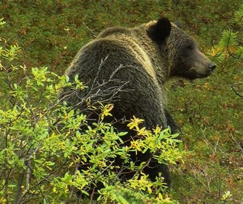 Banff Wildlife Tours - Banff National Park | Discover Banff Tours