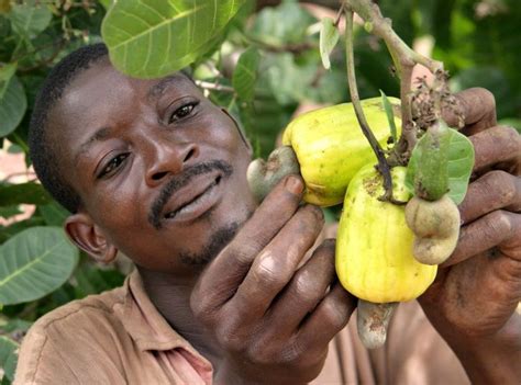 Free picture: farmer, inspecting, cashew, fruit