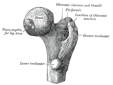 Femoral head - Wikipedia