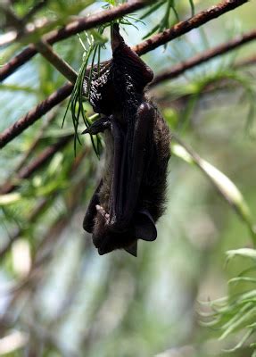 Cackleberry Cottage: Baby bat rescue!