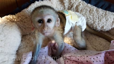 Baby vervet monkey for Sale