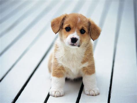 445 Hd Wallpapers Cute Dogs Pics - MyWeb