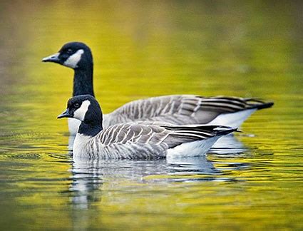 Canada Goose, Identification, All About Birds - Cornell Lab of Ornithology