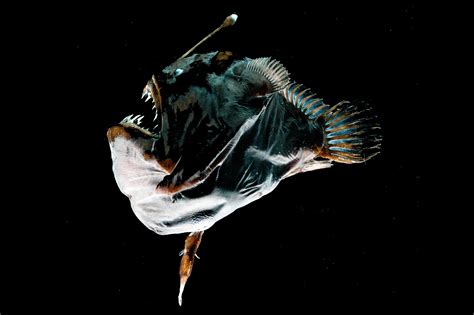 The Male Anglerfish’s Evolutionary Solution to Female Rejection - The ...