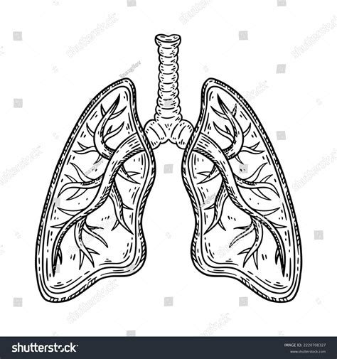 Human Lungs Bronchi Hand Drawn Sketch Stock Vector (Royalty Free ...