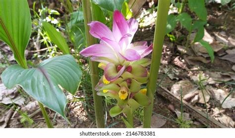 223 Curcuma Zedoaria Images, Stock Photos & Vectors | Shutterstock