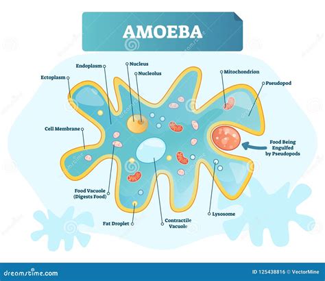 Amoeba Labeled Vector Illustration. Single Cell Animal Structure Scheme ...