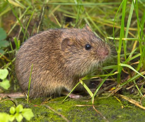 Meadow Vole Identification, Habits & Behavior | Leo's Pest Control