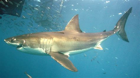 Shark blood production - The Australian Museum Blog